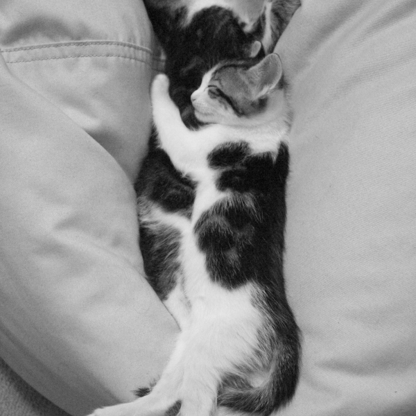 Hugging Kittens